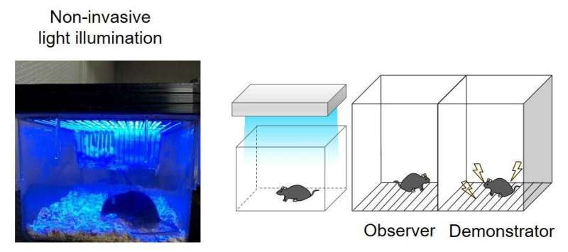 Blue light triggers memory and emphatic fear in mice via a non-invasive approach