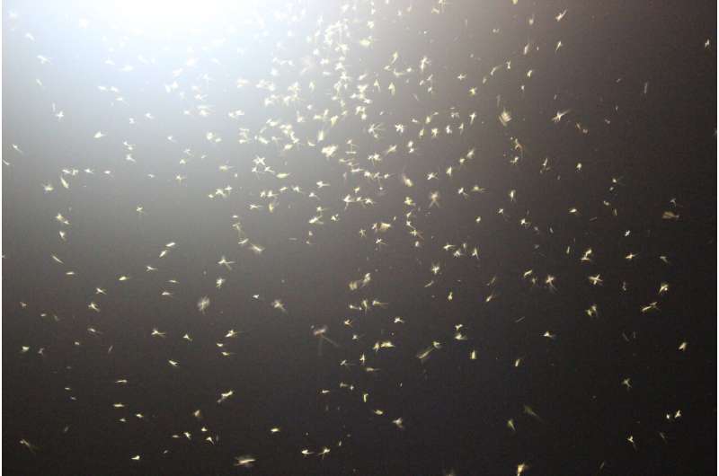 Mayfly populations falling fast in North America