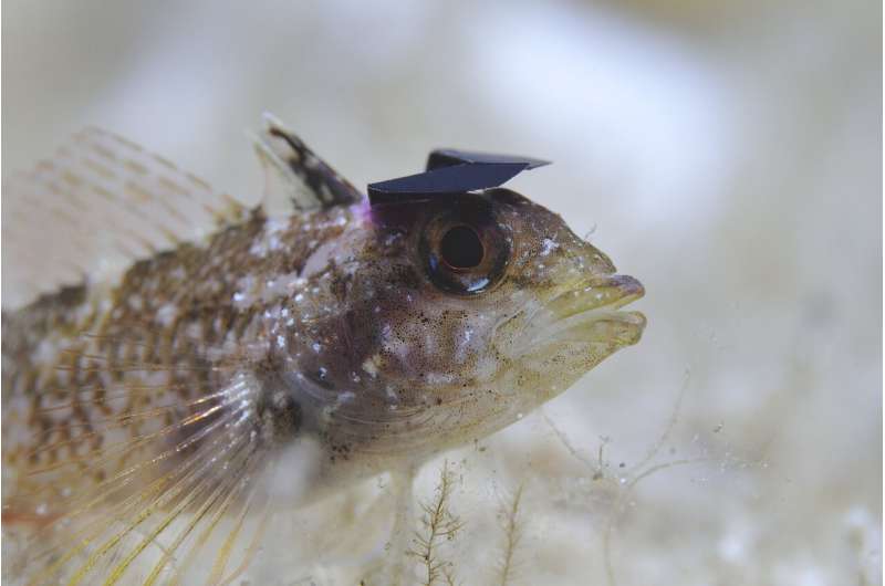 The yellow black-faced triplefin deflects sunlight to break their predator's camouflage