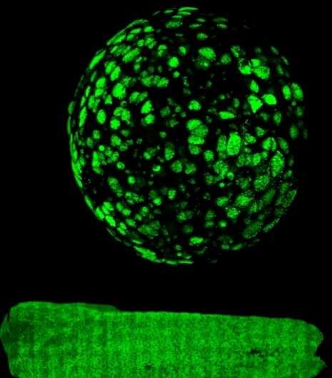 Got slime? Using regenerative biology to restore mucus production