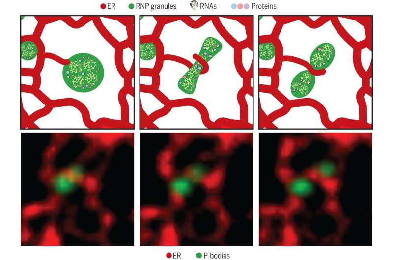 Endoplasmic reticulum found to contact at least two membraneless compartments and influence their behavior
