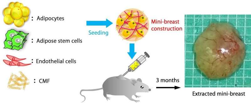 Promising advances in breast regeneration therapy