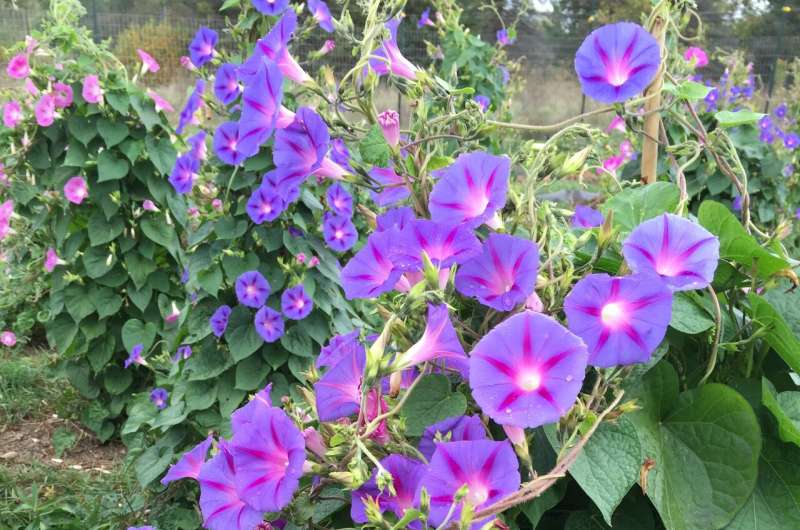 Probing the genetic basis of Roundup resistance in morning glory, a noxious weed