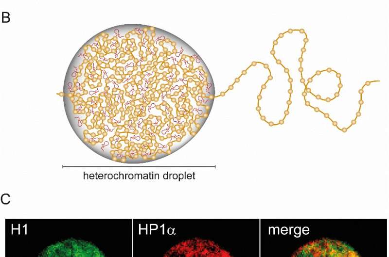 New roles for DNA-packaging proteins