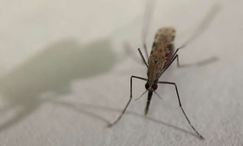 How mosquitoes find humans to bite