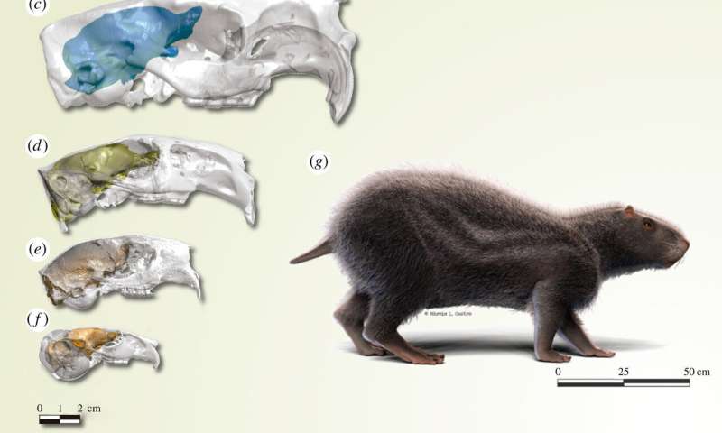 Giant extinct ancient rodent had a tiny brain