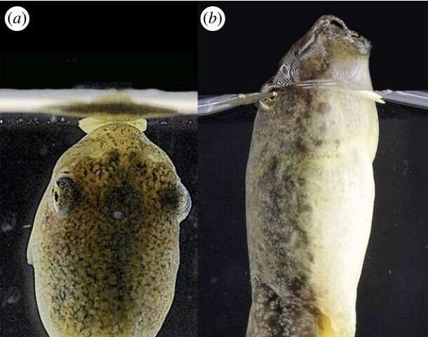 Tadpoles found to create own air bubbles to breathe