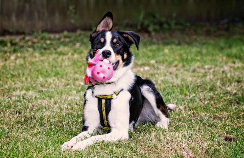 Study shows how dogs can benefit from scented toys
