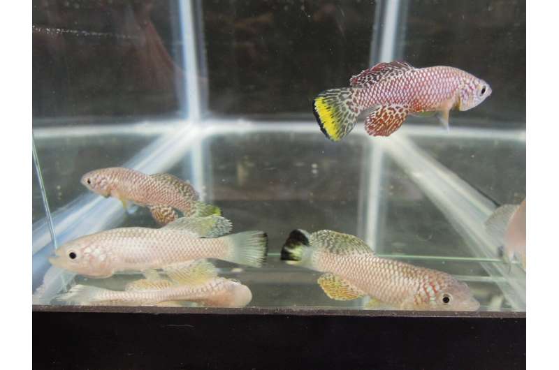 Genetic study uncovers clues to explain how killifish stop aging during diapause
