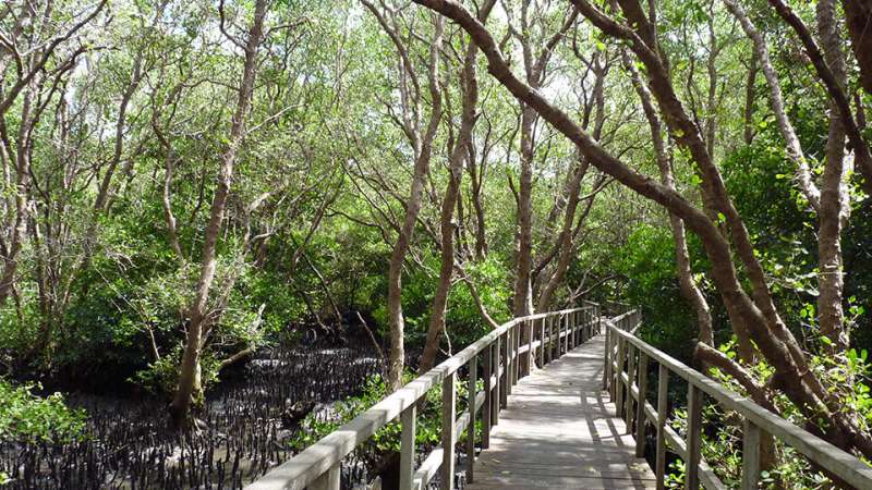 Study suggests that mangrove forests provide cause for conservation optimism (Update)