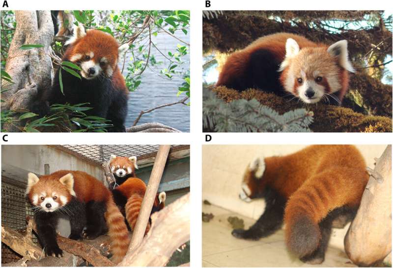 Genetic analysis shows two red panda species