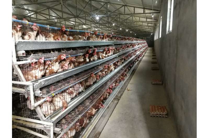 Association found between avian influenza spread and live poultry trade