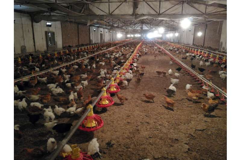 Association found between avian influenza spread and live poultry trade