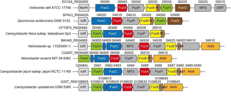A novel L-fucose metabolic pathway from strictly anaerobic and pathogenic bacteria