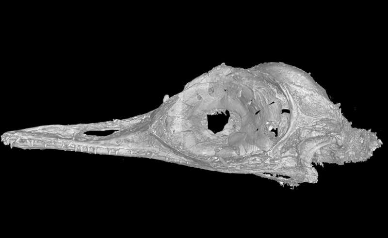 Discovery of smallest known mesozoic dinosaur reveals new species in bird evolution