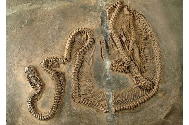 Fossil snake with infrared vision—early evolution of snakes in the Messel Pit examined