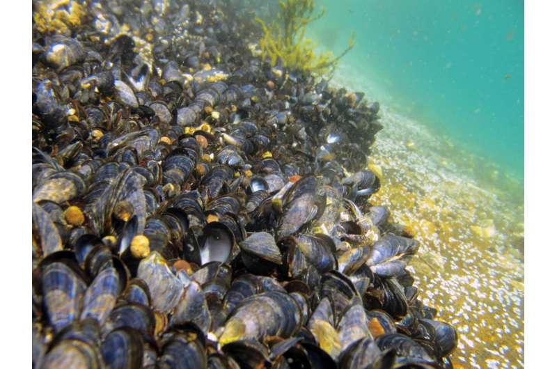 Microplastics found in 4 of 5 bivalve species investigated in Nordic waters