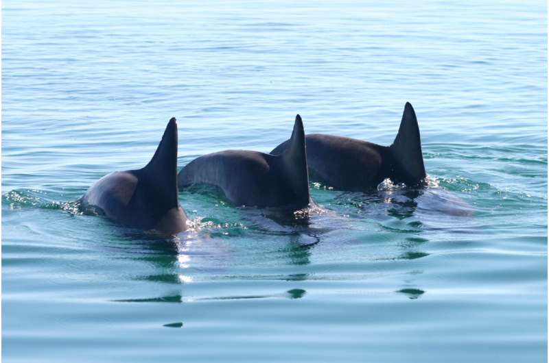 Cooperative male dolphins match the tempo of each other's calls