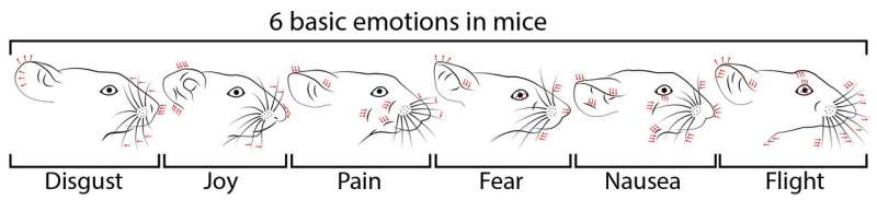 The face of a mouse reveals its emotions