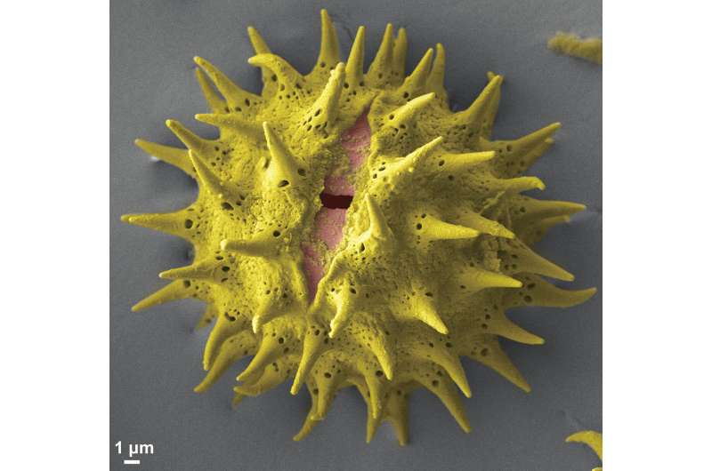 Pollen-based 'paper' holds promise for new generation of natural components
