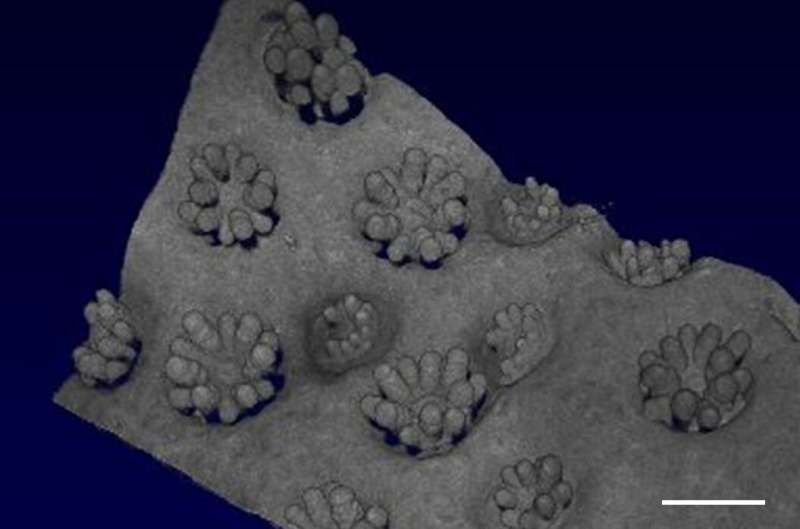 3D-printed corals could improve bioenergy and help coral reefs