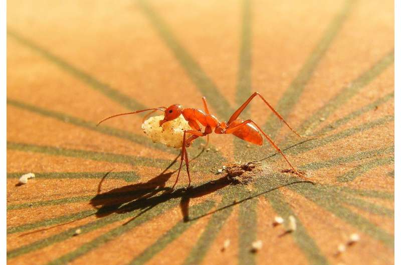 Risk aversion as a survival strategy in ants