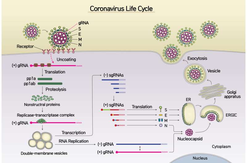 New coronavirus (SARS-CoV-2) mapped out