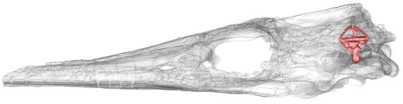 The evolution of the ear canal in an ancient crocodile relative