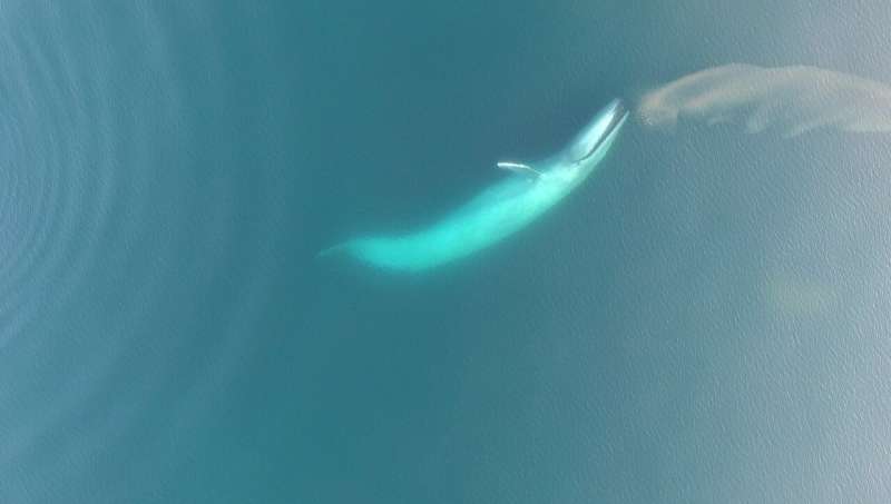 Surface feeding could provide more than just snacks for New Zealand blue whales