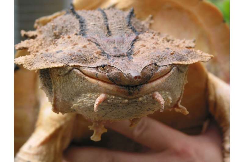 New species of turtle discovered