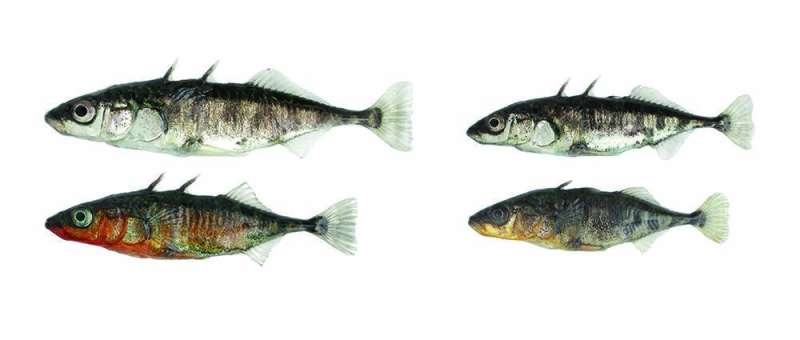 Rapid evolution in fish: genomic changes within a generation