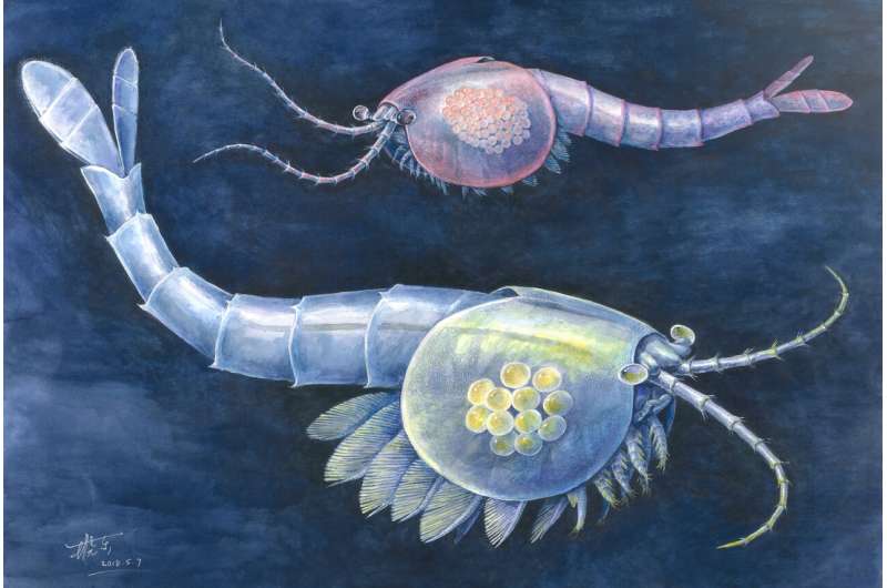 Example found of evolutionary tradeoff in ancient shrimp-like species