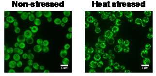 Baker's yeast cells provide information on how organisms could cope with global warming