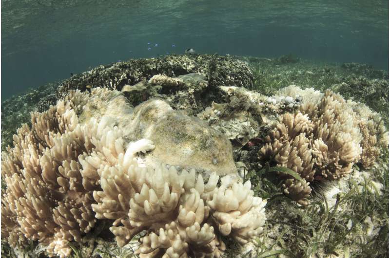 Scientists successfully develop 'heat resistant' coral to fight bleaching