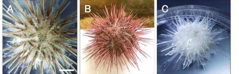 Faster breeding sea urchins: a comeback animal model for developmental biology