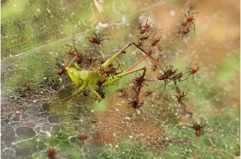The benefits of being social, from a spider's perspective