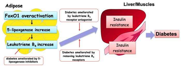 Mechanism underlying the development of diabetes and fatty liver illuminated