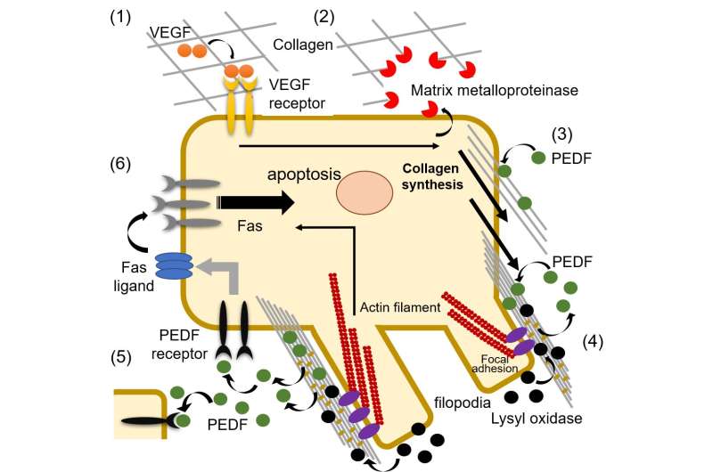 Catch and release: collagen-mediated control of PEDF availability