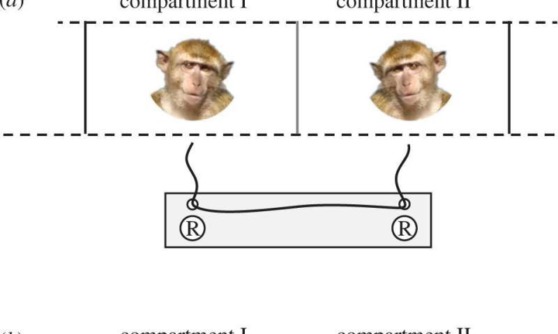 Experiments with macaques show lower stress levels when working with a friend toward a goal