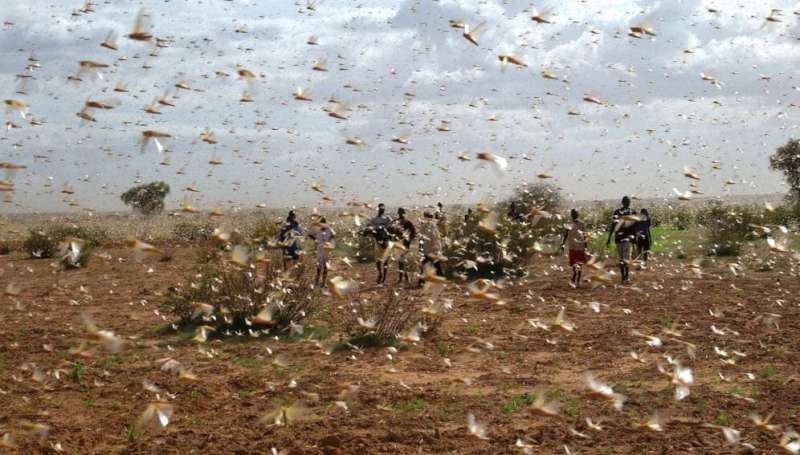 Famine risk for millions in second locust wave
