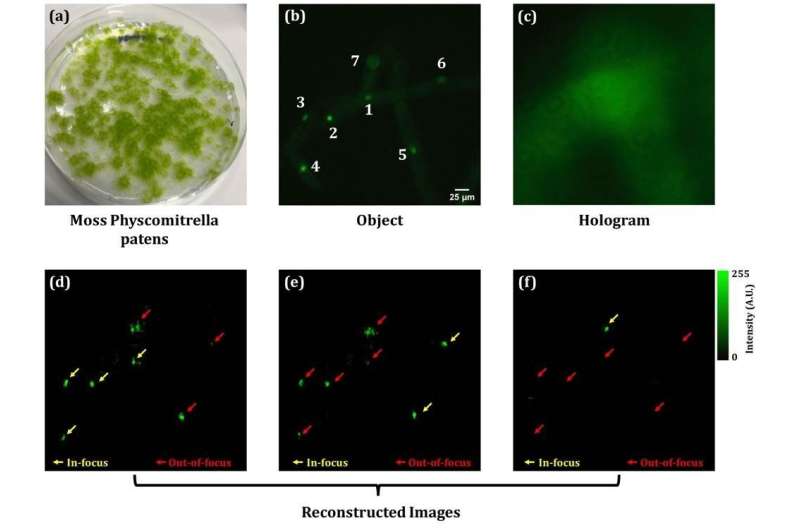 Developing a digital holography-based multimodal imaging system to visualize living cells