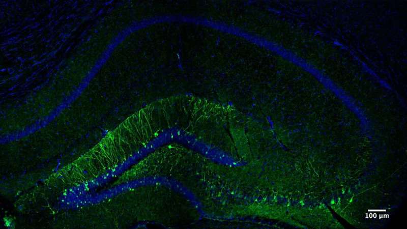 Selectively reactivating nerve cells to retrieve a memory