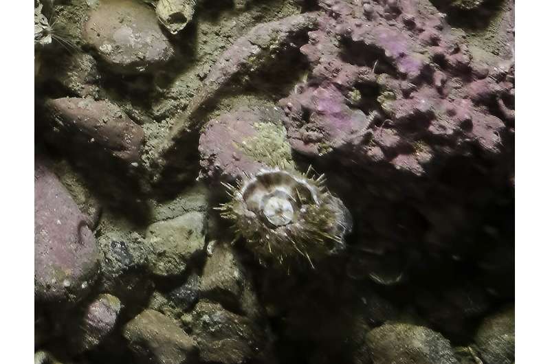 Severely damaged sea urchin shows astonishing resilience