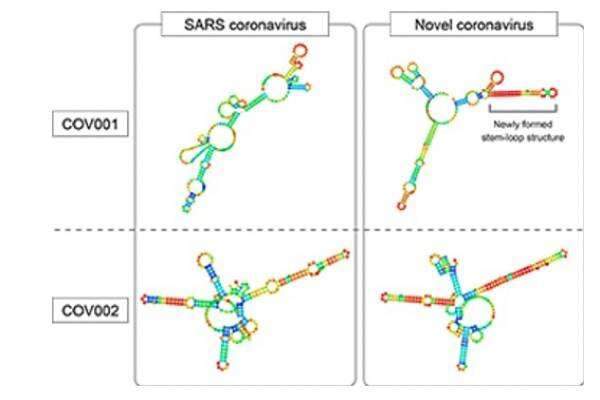 Genetic study reveals similarities and differences of COVID-19 and SARS viruses