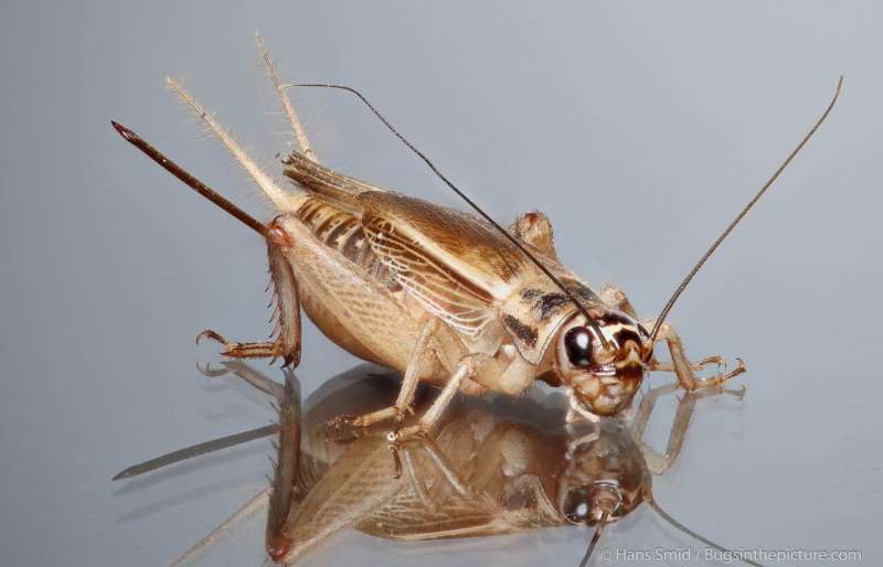 Odds of edible insects transmitting coronavirus SARS-CoV-2 is negligible