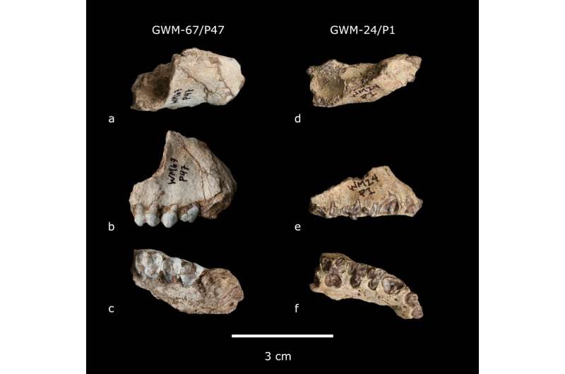 Two new extinct primate species are found in the Ethiopia site of Gona