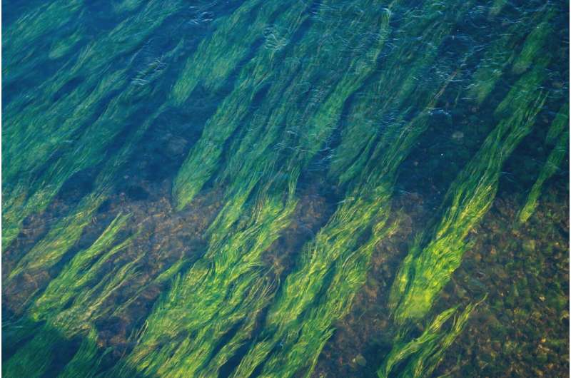 Protection of seagrasses is key to building resilience to climate change and disasters