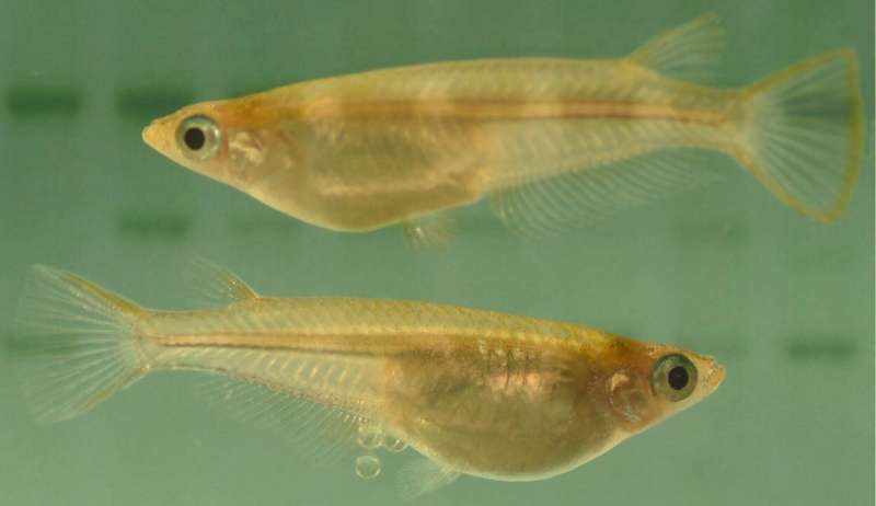A cell process discovered in fish has important implications for medical research and aquaculture