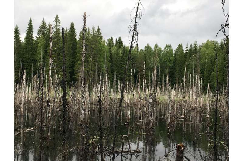 Beavers are diverse forest landscapers