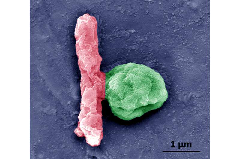Drug carrying platelets engineered to propel themselves through biofluids